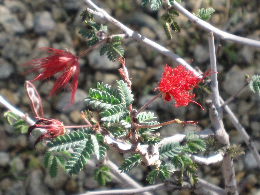 Bottle Brush