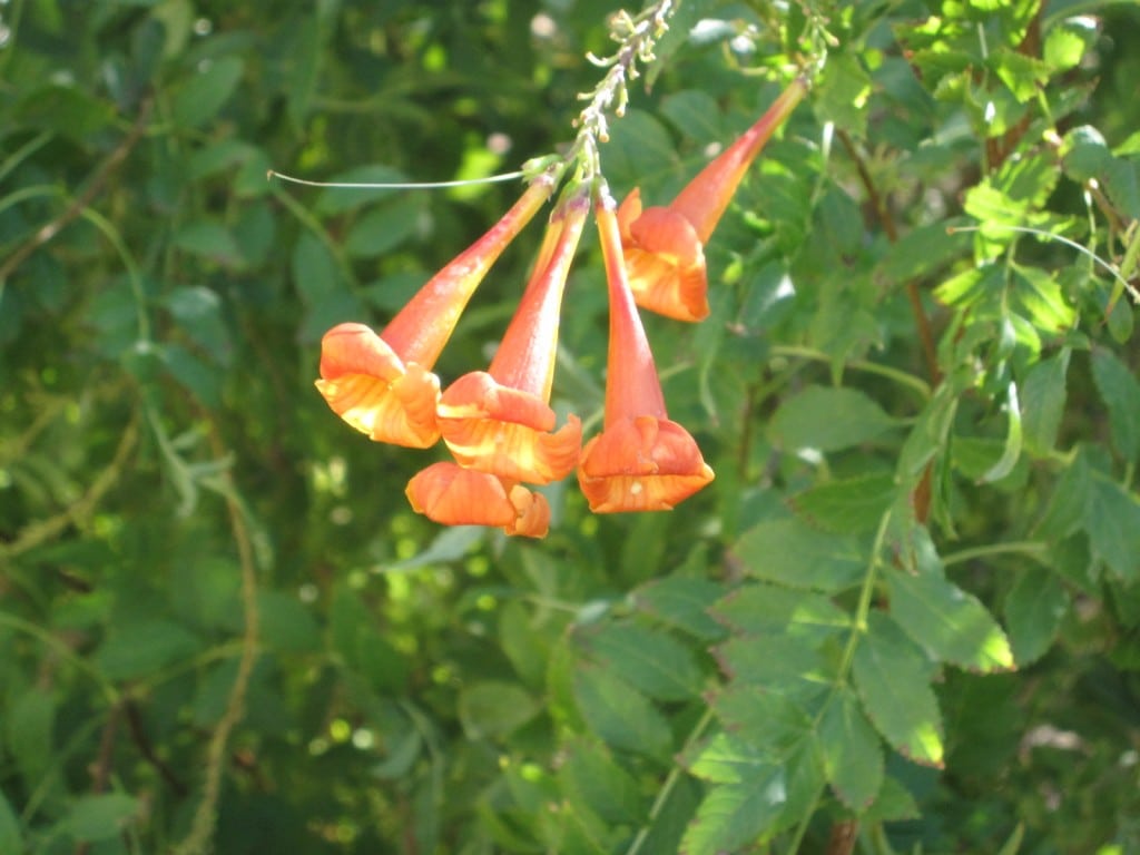 Trumpet Flower