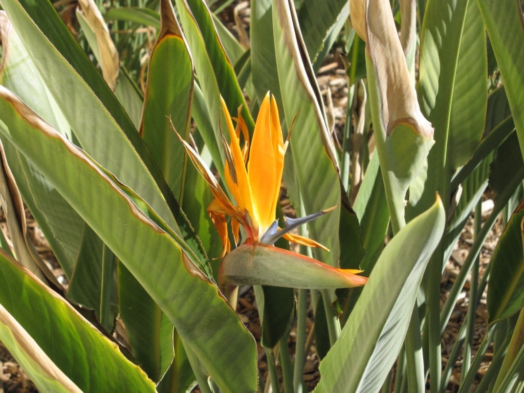 Bird of Paradise