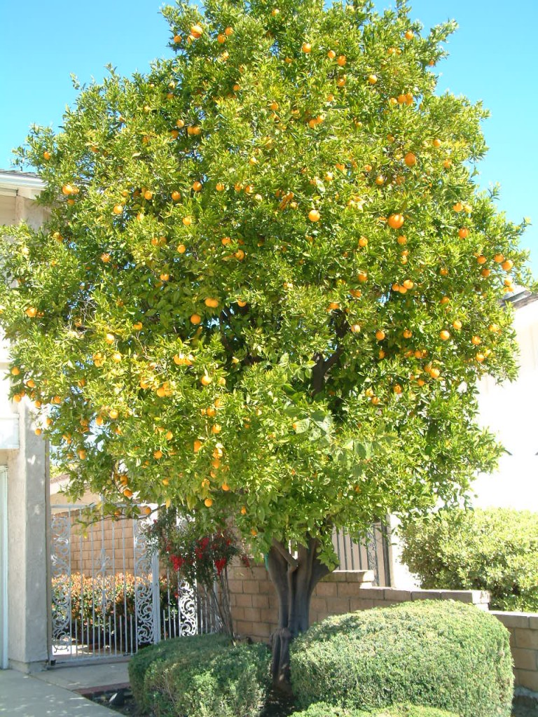 The orange tree in the front of the rental house.