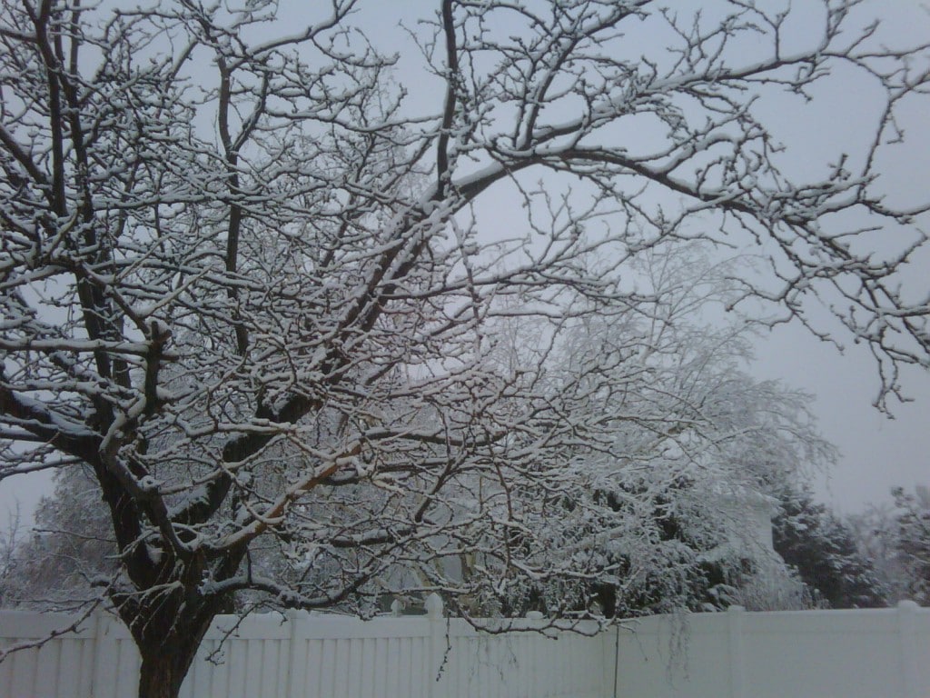 Snow in Utah, pretty but cold!