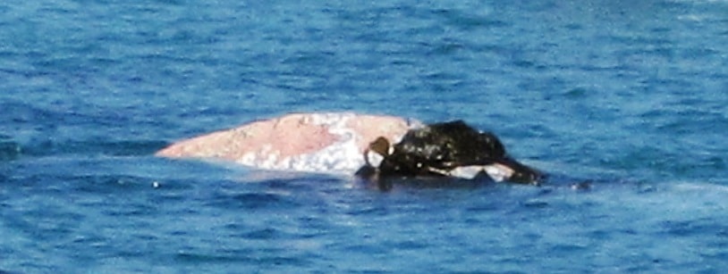 Grey Whale with Kelp
