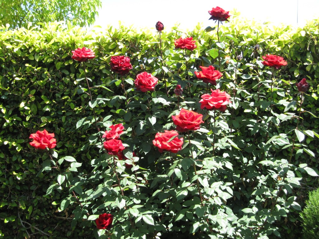 Tall Red Roses close up