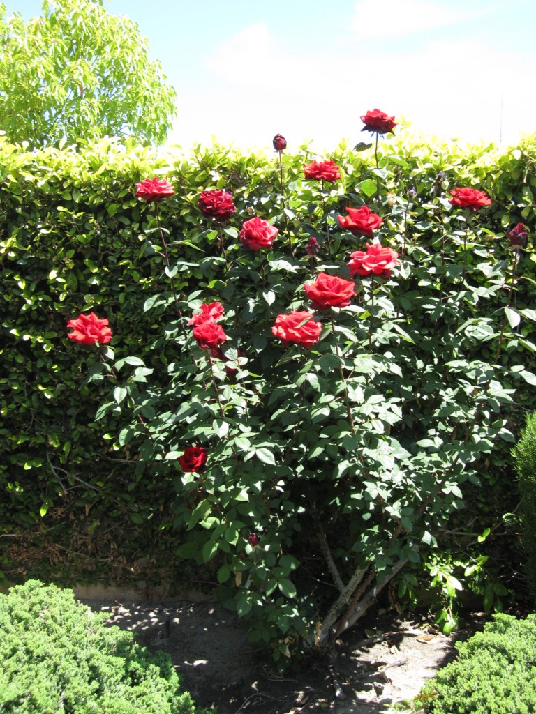 Tall Red Roses