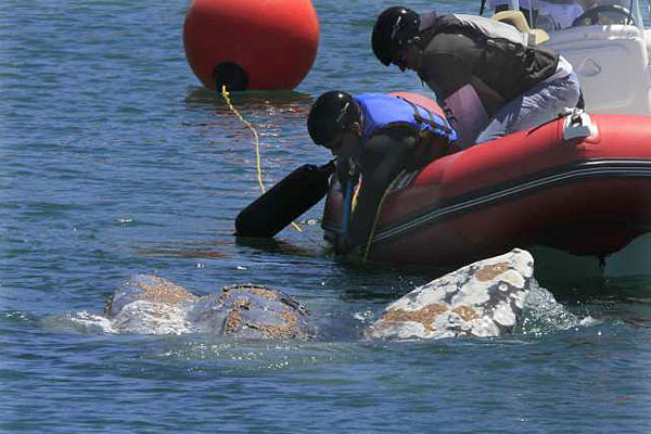 Whale Dana Point