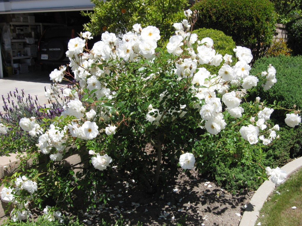 White Roses