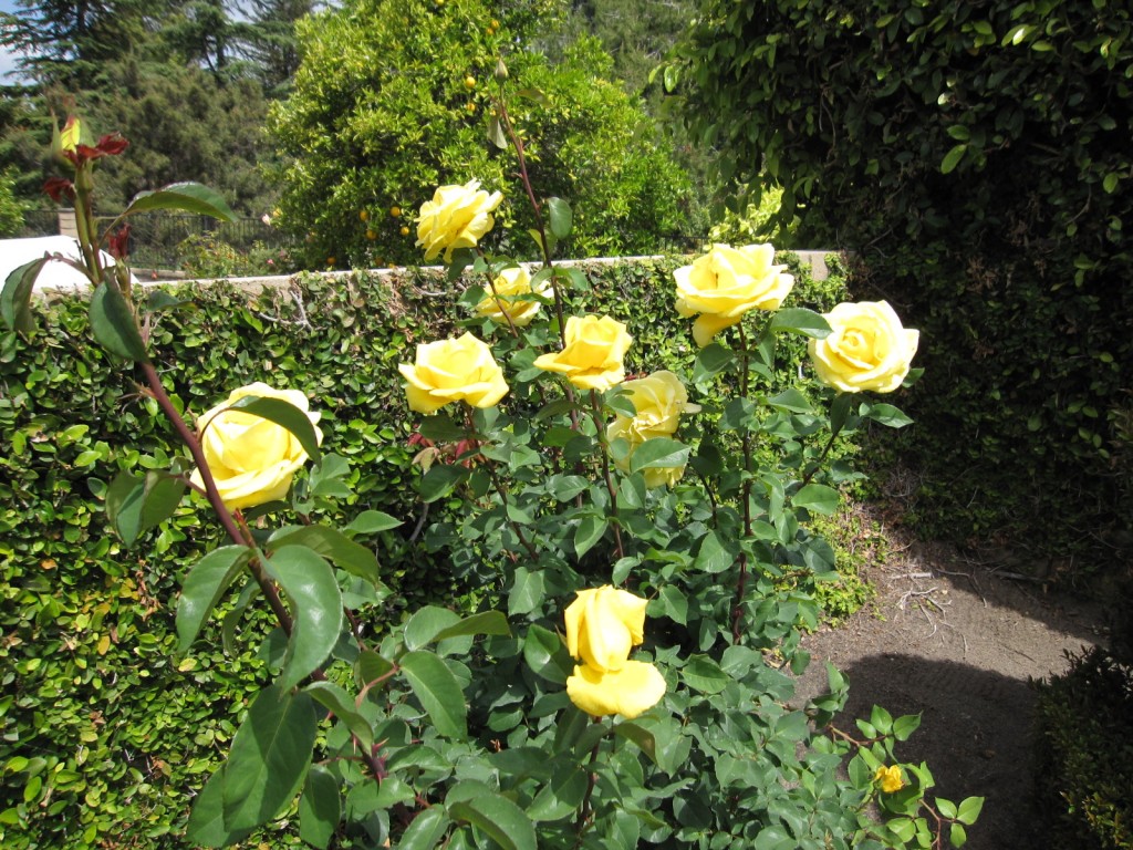 Yellow Roses