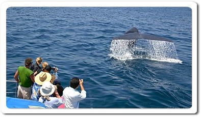 Blue Whale Tail