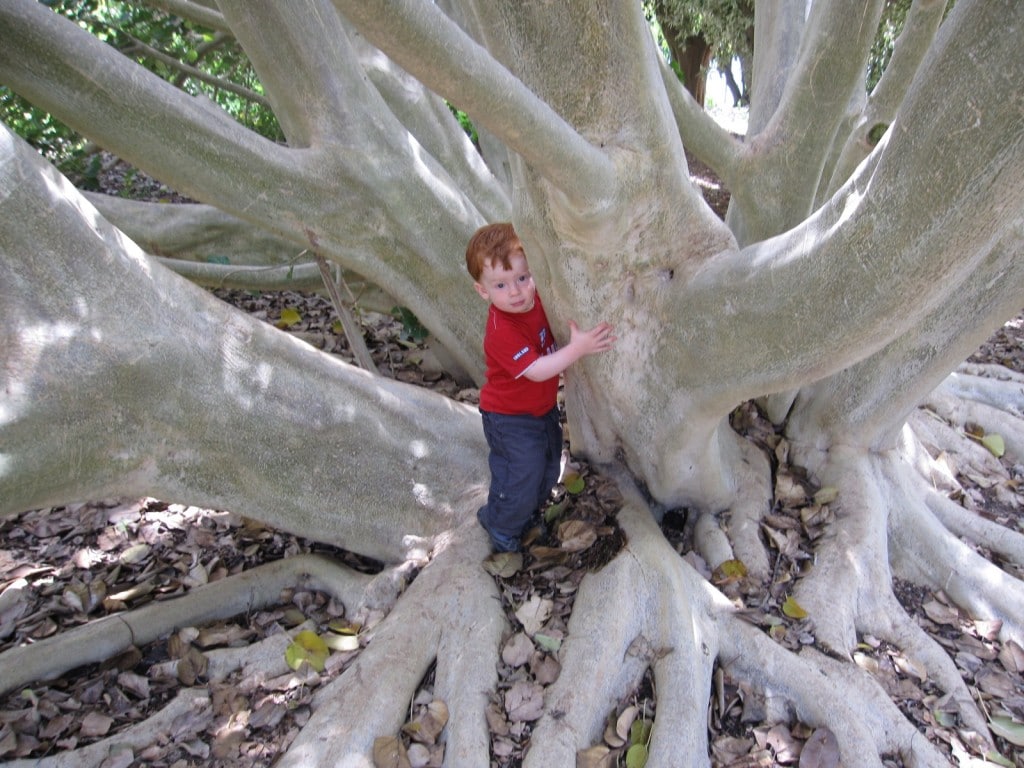 Leo trying to climb a huge tree