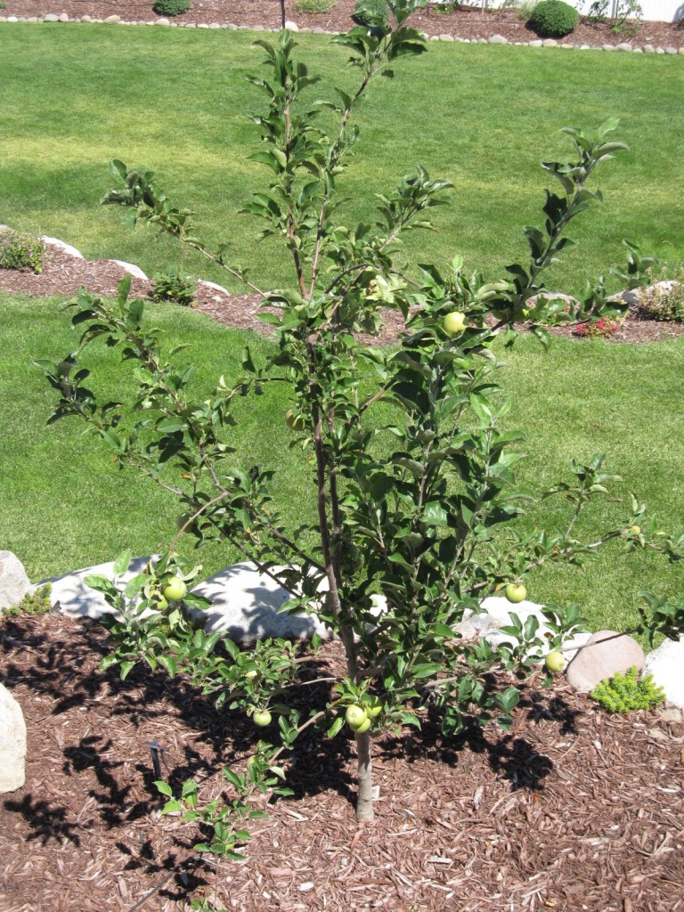 Apple tree that was a stick last year Aug 2010