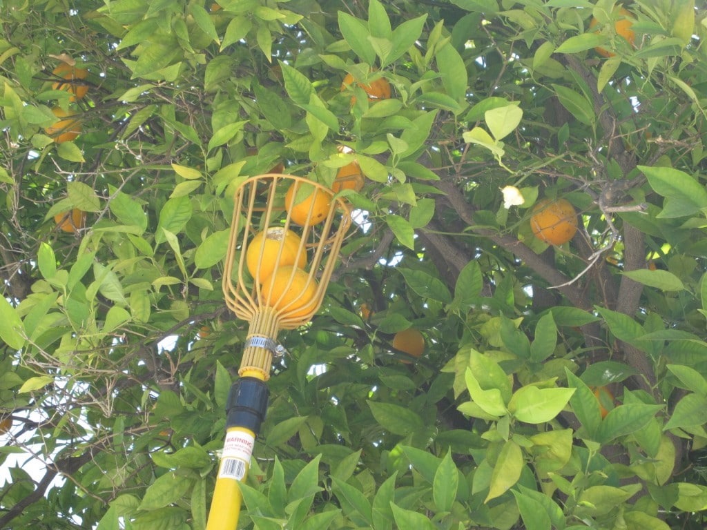 Oranges and the Fruit Picker