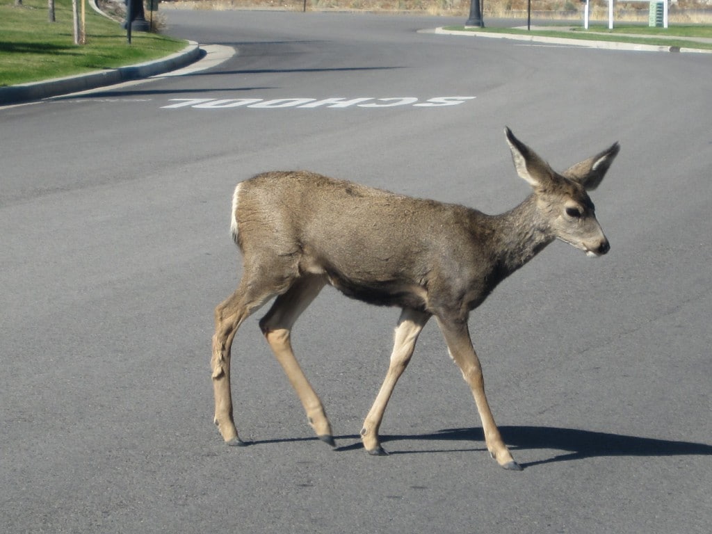 Deer in Herriman after the fire following mama across the road to get to more food.