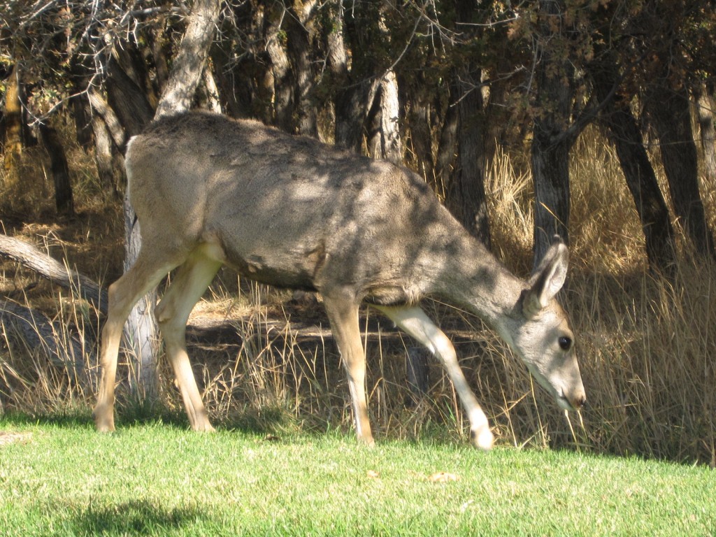 Deer in Herriman
