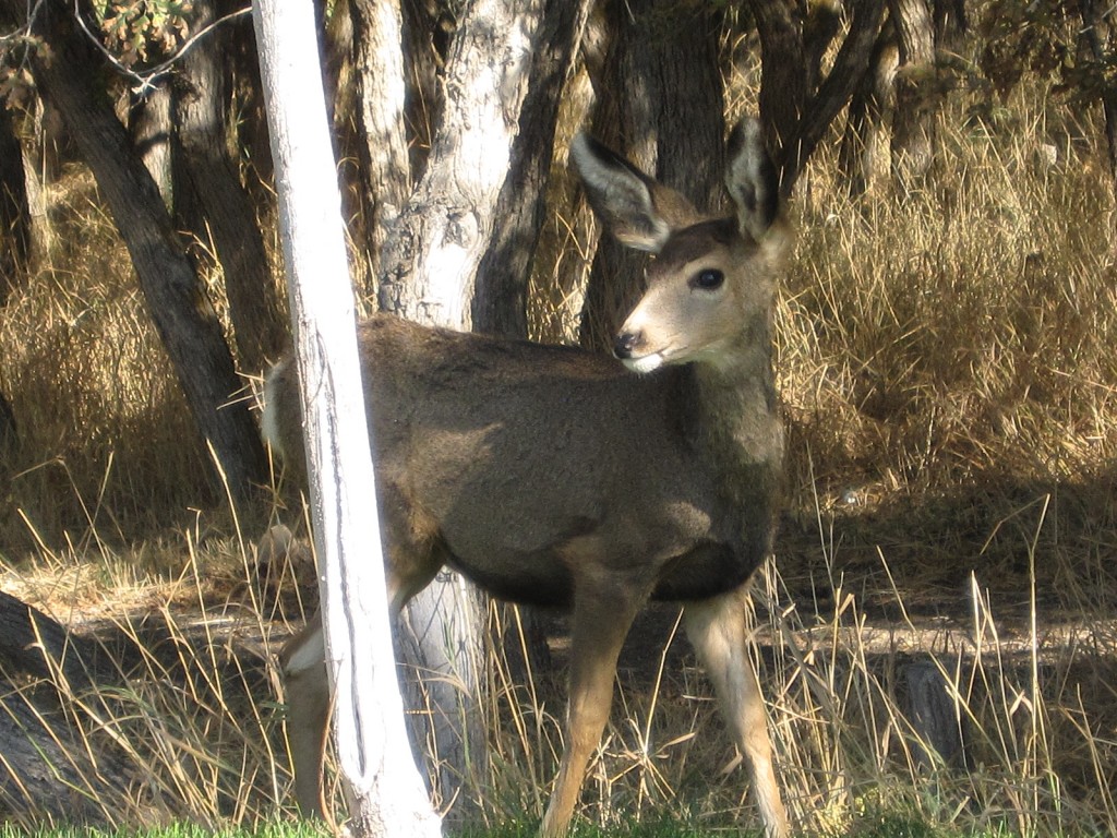 Deer in Herriman after the fire