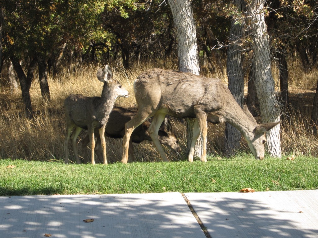Deer in Herriman eating the grass along the sidewalk