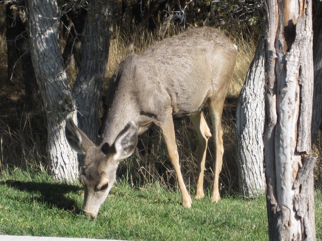 Deer in Herriman after the fire