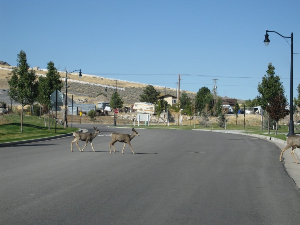 Deer in Herriman after the fire, crossing a road to get to more food.