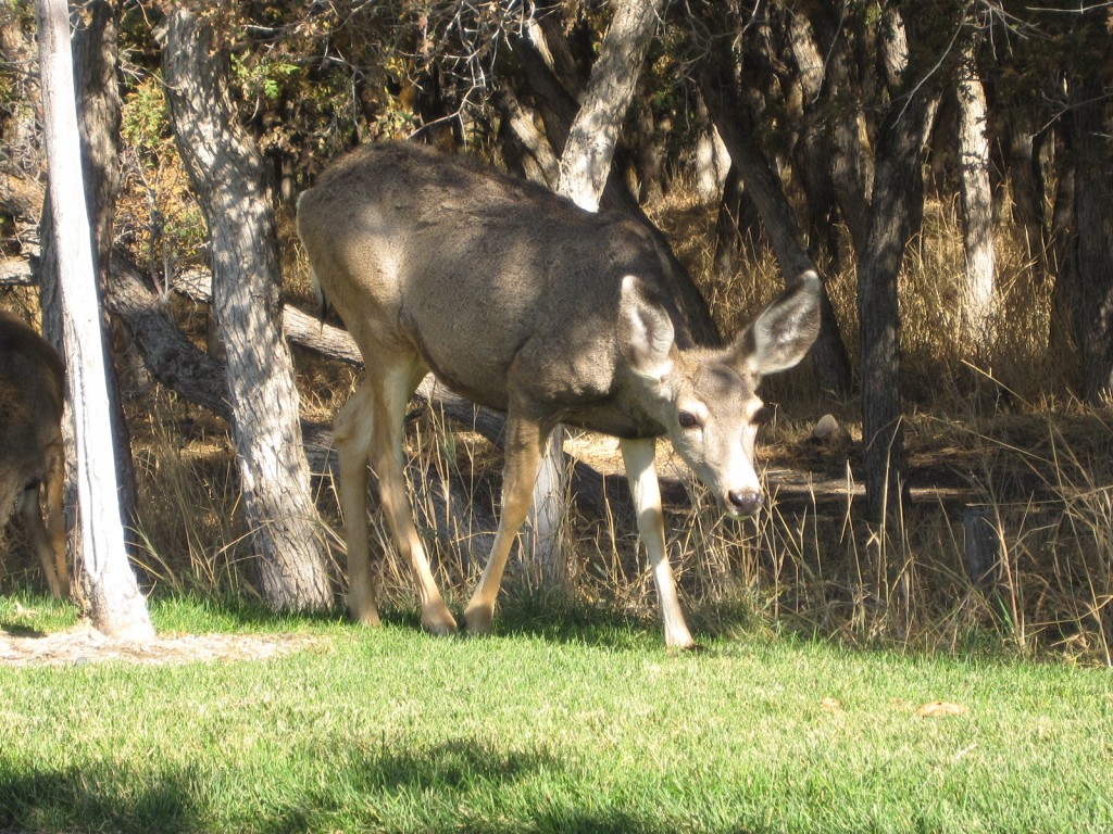 Deer in Herriman trying to find food