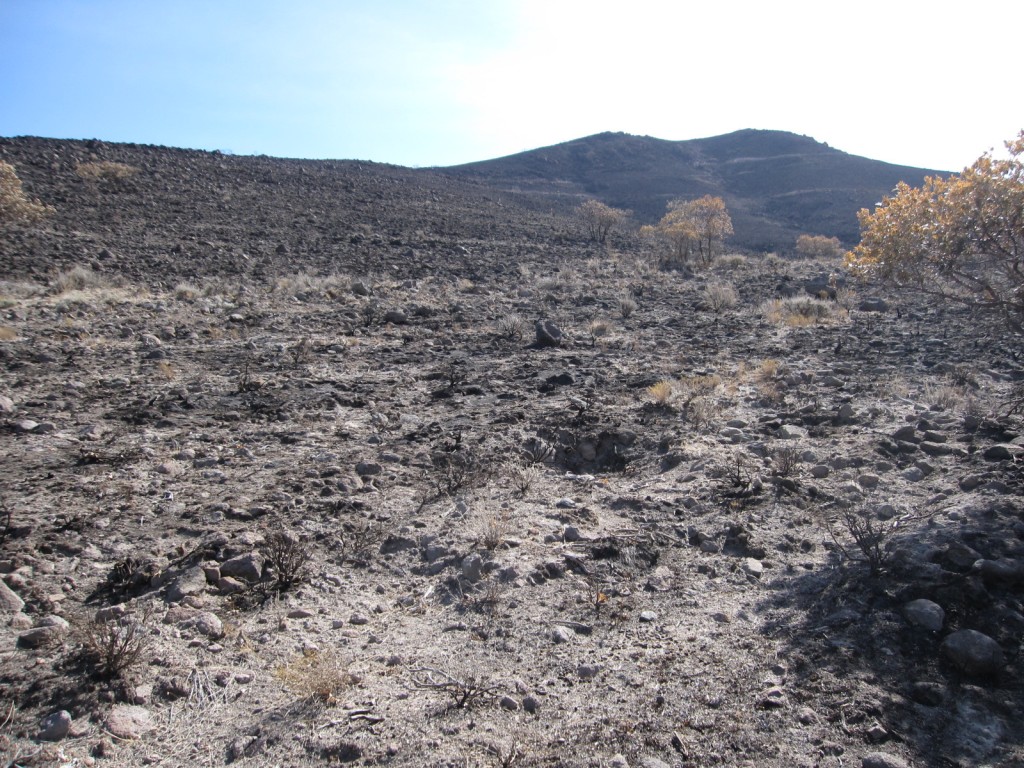 Fire in Herriman, nowhere for the deer to forage