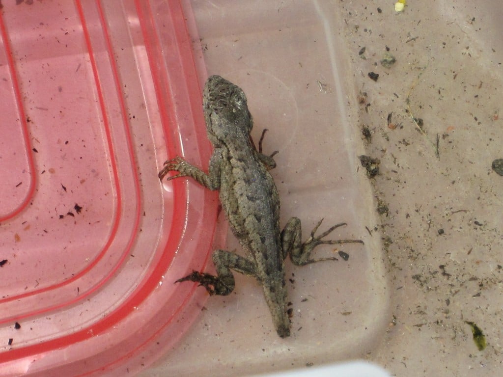 Our Lizard Hitch Hiker From California