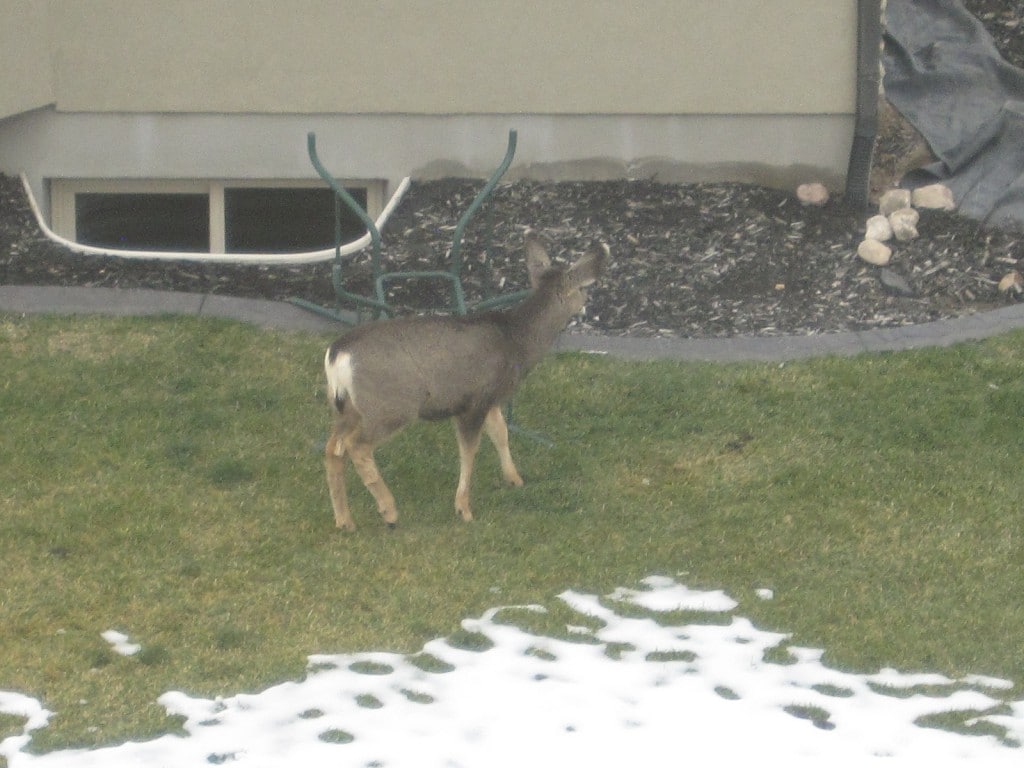 cute baby deer