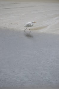 Herons around Floridas ubiquitous water